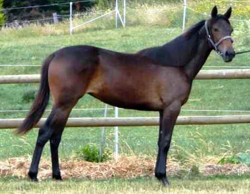 JR Mint-Superior Stature filly

