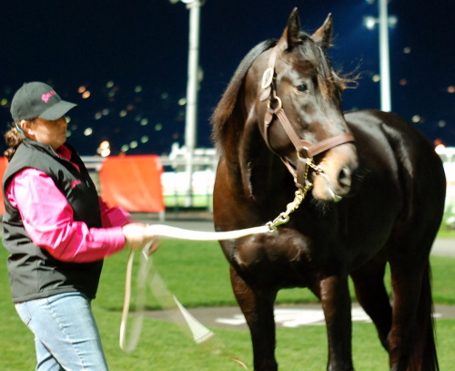 Tiz A Masterpiece paraded by handler Kate McLeod in Hobart last Sunday night
