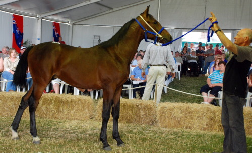 Last year's top-priced colt by Art Major from Beena Karalta was knocked down for $22,000
