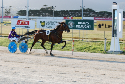 Gedlee winning in Hobart two starts back with the trainer's grandson Alex Ashwood in the cart
