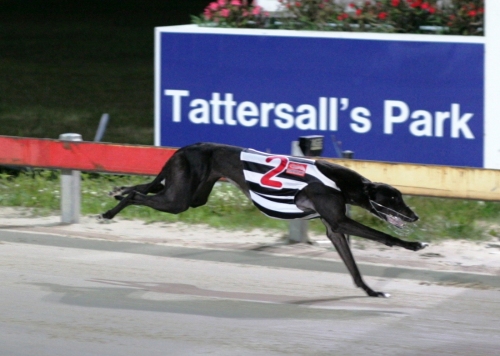 Break Even easily wins the Right Price Meats Cup over 461 metres at Tattersall's Park
