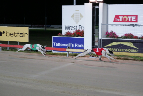 Sandhog (rails) gets up to defeat regent Typhoon in the Angus Evans Memorial at Devonport on Tuesday
