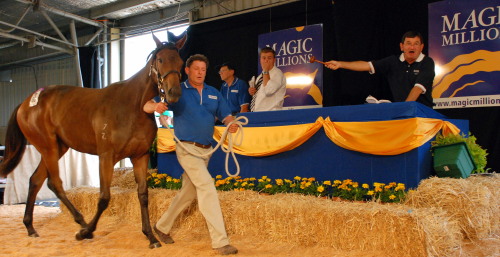 Magic Millions Yearling Sale 