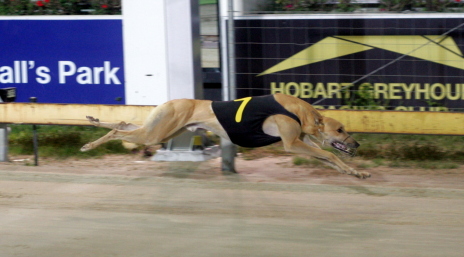 Spiritual One wins the Hobart Maiden Thousand final in a breeze
