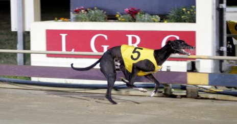 Led Zeppelin - powered home to win the Launceston Cup Consolation over 515m
