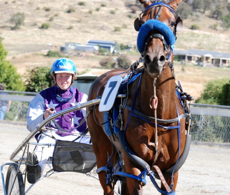 Hydehurst Boy will contest the final of the Light Harness Tasmania Cup in Hobart on Sunday night
