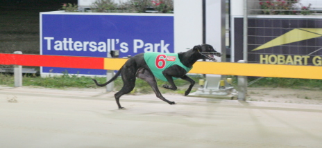 Collyn Rocket wins his juvenile over 461 metres at Tattersall's Park in Hobart on Thursday night
