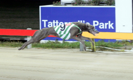 Wandy Neg cruises to an effortless win in a juvenile over 461 metres at Tattersall's Park in Hobart
