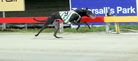 Mojito made an impressive Tasmanian debut at Tattersall's Park last Thursday night in the Noel Vince Memorial over 461 metres
