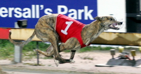 Damek breaking the track record in Hobart
