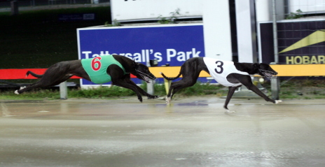 Irinka Julkia defeats Ace King in a juvenile over 461m at Tattersall's Park in Hobart on Thursday night
