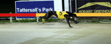 Din's Echo easily wins a juvenile/graduation over 461m in Hobart
