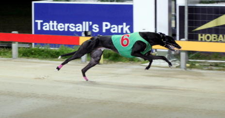 Compacto easily wins his heat of the Betfair Gold Cup at Tattersall's Park in Hobart
