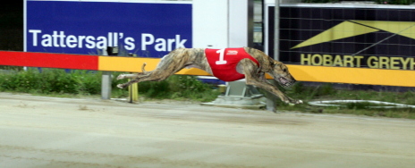 Damek in full stride after he wins the Barry Heawood Hobart Thousand Prelude at Tattersall's Park
