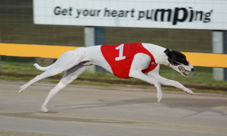 Rewind easily wins his Hobart Thousand heat over 461 metres
