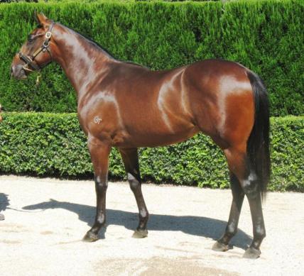 Caravaggio - a $200,000 purchase at the 2010 Inglis Yearling Sale is Tasmania bound for the Betfair Hobart Guineas at Tattersall's Park on Sunday
