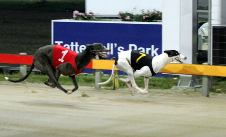 Bearville Phil wins in Hobart last Thursday night to give owner a double
