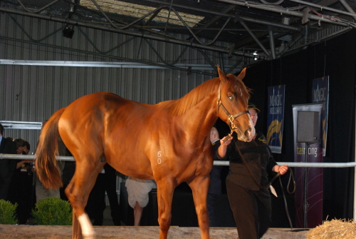 Incumbent colt (lot 8) paraded during the preview last night
