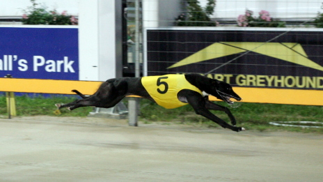 Jaguar Pines scores an emphatic win in a juvenile in Hobart over 461 metres
