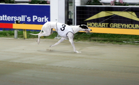 Silent Giggle scores an emphatic win in a juvenile/graduation over 599m in Hobart
