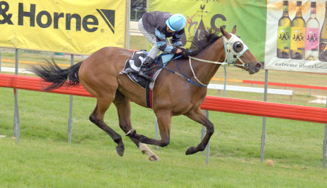 The Cleaner on his way to winning the Brighton Cup at Elwick in December last year
