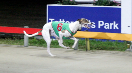 Place Your Bet easily wins a grade three event over 461 metres at Tattersall's Park
