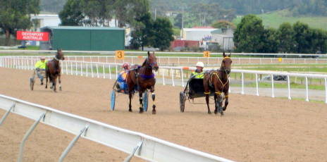 Horses preparing for a workout at Tapeta Park Spreyton
