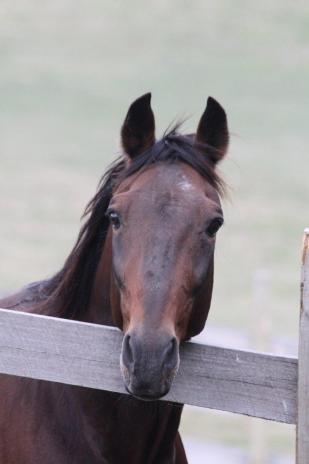 Popular standardbred stallion Time Stands Still - back for two seasons in Tasmania

