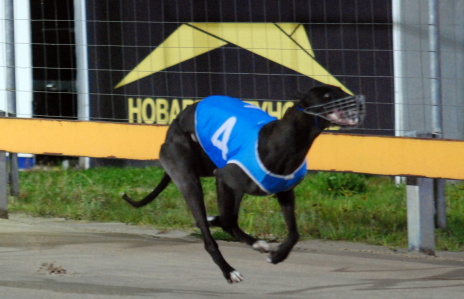 Cheergirl hits the line a clear winner in a juvenile over 461 metres in Hobart

