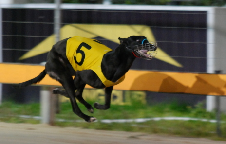 Back Page Lead wins the Greg fahey Middle Distance Championship at Tattersall's Park
