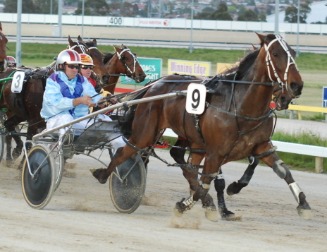 Guvnor with Troy Hillier aboard stroms to the front to win a C2-C3 in Hobart last Sunday night
