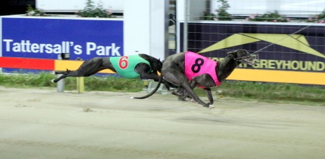 Bel Haven winning in Hobart - she has box four in tonight's Bold Trease final
