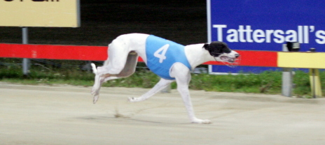 Rewind cruises to an effortless win in a heat of the Betfair Gold Cup over 461 metres in Hobart on Thursday night
