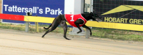Dark Dee streets his rivals in a juvenile over 461 metres at Tattersall's Park in a time of 26.43s
