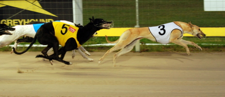 Shes All Class winning in Hobart - she should return to winning from  in Launceston tonight