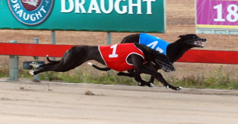 Dilstoon Tinka about to collar Mighty 

Serious in their Hobart Maiden Thousand semi-final