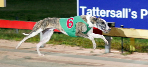 Arctic Silver back to best in Hobart last night
