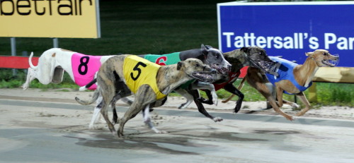 Quick Grab (4) grabs victory in last stride at Tattersall's Park on Thursday night
