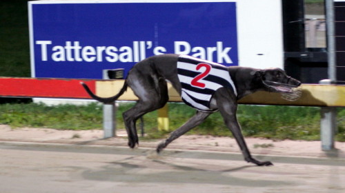 Scratching paves the way for Hellbound to gain a start in Wrest Point Hobart Thousand
