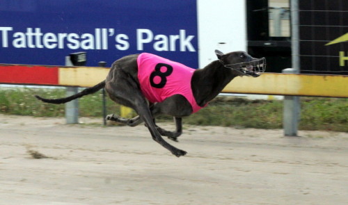 Butterworth on his way to a track record over 340m at Tattersall's Park
