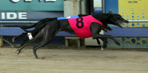 Cradoc Park gets up in last stride to defeat Crime Fighter in their Devonport Cup heat in a time of 25.80
