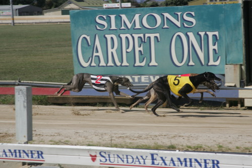 Crimson Doll claims victory in Ivory Classic Heat
