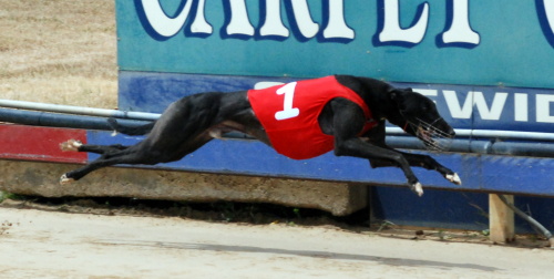 Decembrist - cruised into Breeders Classic final recording the fastest time of the four semi-final winners
