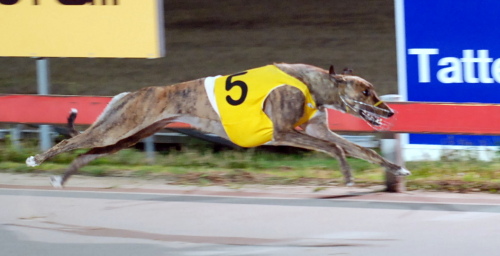 Sonny's Brindle sizzles over the 461 metres in a slick 26.14
