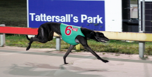 Luke's A Missile wins over 599m at Tattersall's Park
