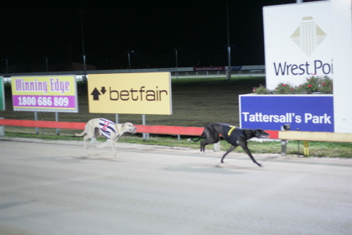 Sultan Swing easily defeats kennel mate High Choice
