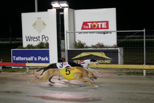Mr Issues prepost favourite for Puppy Classic
