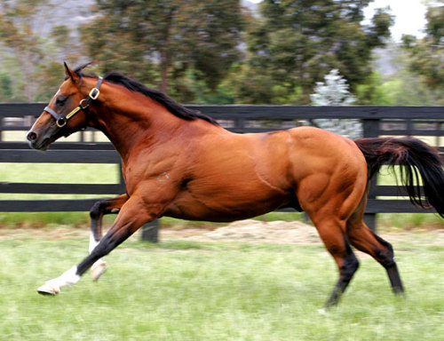 Churchill Downs will be represented at the 2011 Tasmanian Magic Million Yearling Sale
