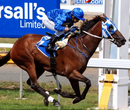 Conquering - comes off a gallant second in the Seymour Cup last Sunday
