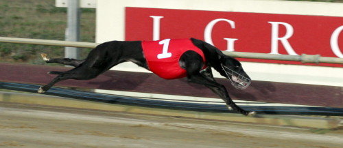 Posh Di - she is aiming for a hat trick in heat of Medley series tonight
